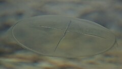 Staurostoma mertensii