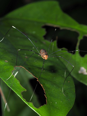 Pseudogagrella splendens