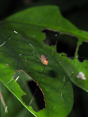 Pseudogagrella splendens