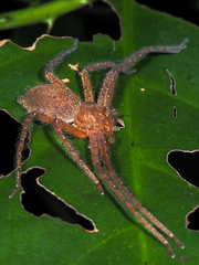 Pseudopoda