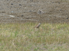 Cinclodes albidiventris