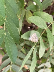Leptotes pirithous