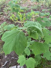 Viburnum acerifolium