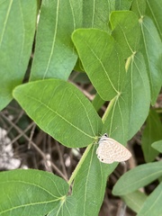 Leptotes pirithous