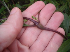 Procecidochares alani