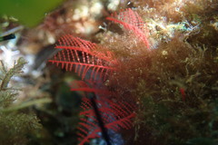 Halopteris glutinosa