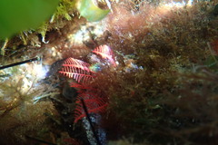 Halopteris glutinosa