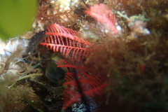 Halopteris glutinosa