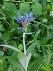 Centaurea mollis