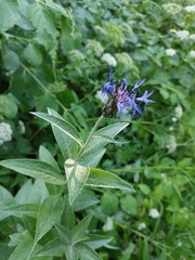 Centaurea mollis