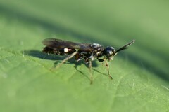 Alysson spinosus