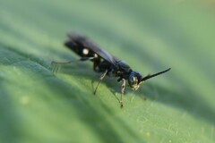 Alysson spinosus