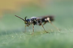 Alysson spinosus
