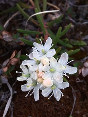 Rhododendron tomentosum