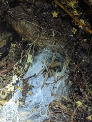 Coremiocnemis tropix