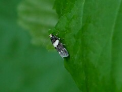 Recurvaria leucatella