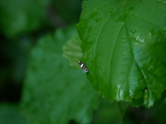 Recurvaria leucatella
