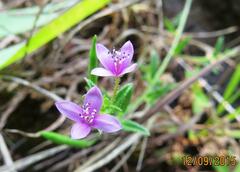 Cleome simplicifolia