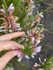 Erica perspicua