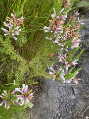 Erica perspicua