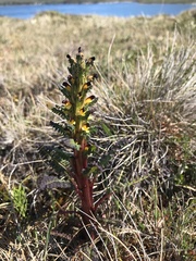 Pedicularis flammea