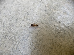 Pheidole