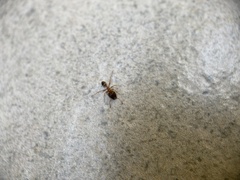 Pheidole