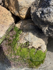 Ulva rigida