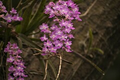 Aerides maculosa