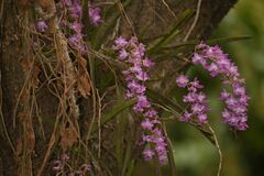 Aerides maculosa