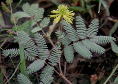 Neptunia gracilis