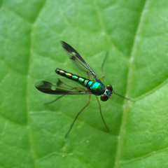 Condylostylus nebulosus