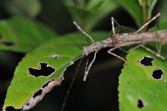 Trachythorax maculicollis