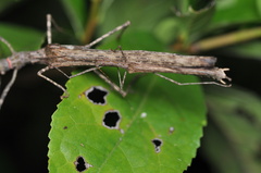 Trachythorax maculicollis