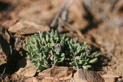 Hereroa calycina