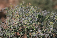 Mestoklema tuberosum