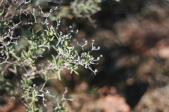 Mestoklema tuberosum