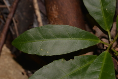 Croton verreauxii