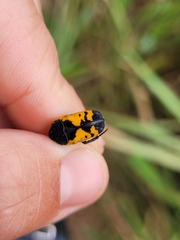 Gametoides sanguinolenta