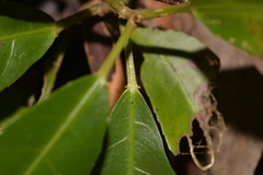 Croton verreauxii