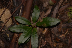 Croton verreauxii