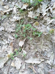 Trifolium ochroleucon