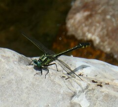 Gomphus vulgatissimus