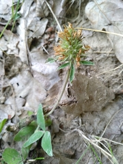 Trifolium ochroleucon