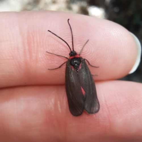 Hedget Burnet