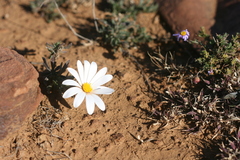 Dimorphotheca zeyheri