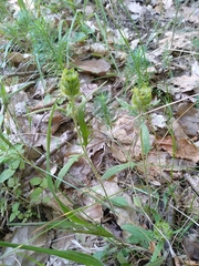 Prunella laciniata