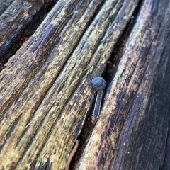 Mycena nargan