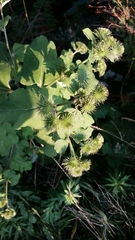 Arctium lappa