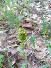 Prunella laciniata